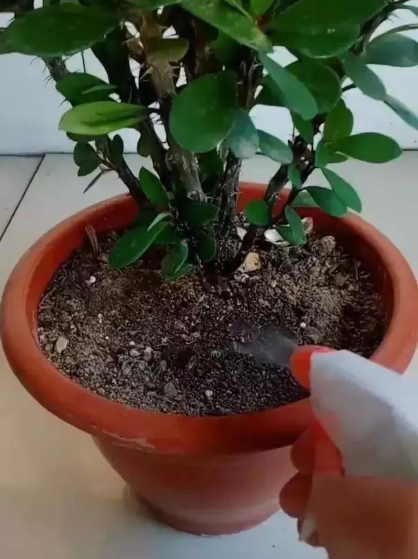 可以给花盆土里加营养液吗,盆里加点它养花10年不黄叶