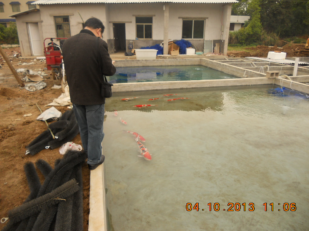 湖南最好的锦鲤养殖基地,湘潭锦鲤养殖