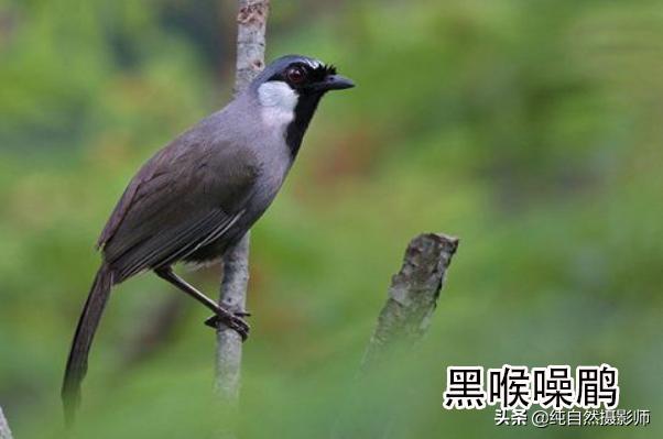 画眉品种有哪些,画眉科的鸟类大全