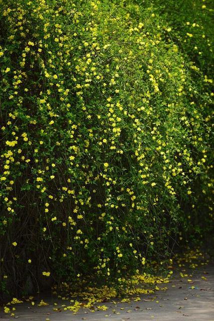 详细描写迎春花各种形态,迎春花形态特征