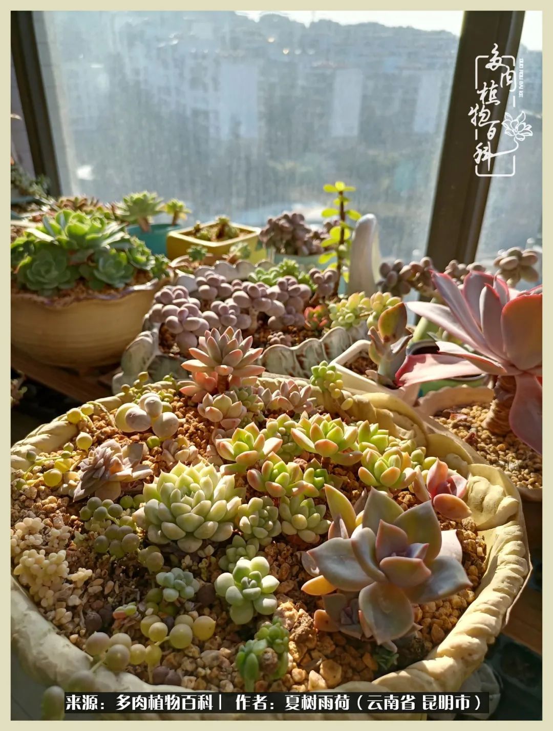 自从养了多肉有了窗台想要个阳台,养多肉10年多