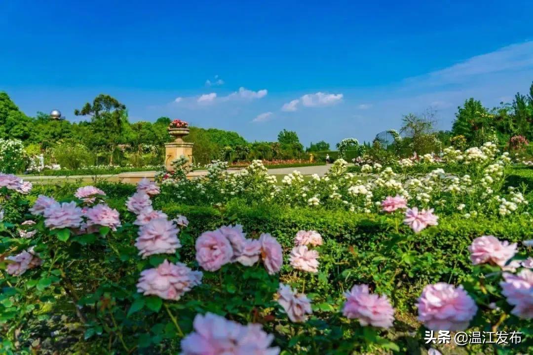 成都温江特色旅游,新旅游潮成都主题旅游目的地