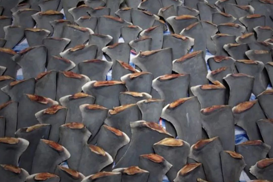 如果让鲨鱼开口,它们会说:“你们对我们有偏见!”