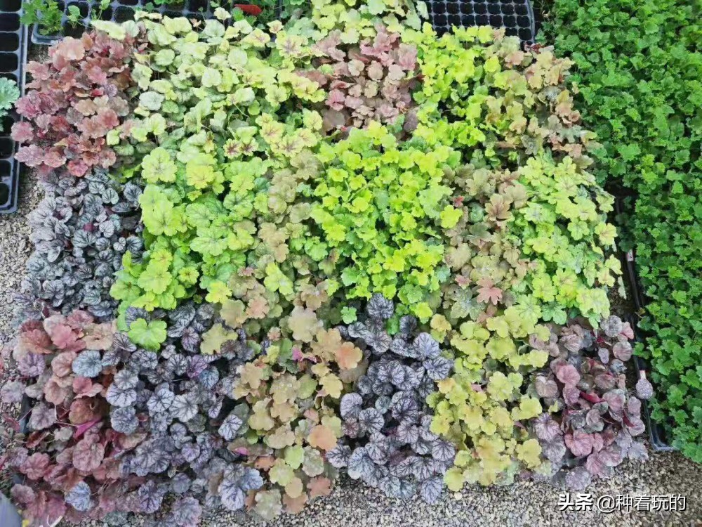 彩叶草矾根组合盆栽,最好看的彩叶草