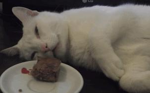 猫咪睡觉会梦到什么呢,猫咪每天睡十个小时会梦到什么