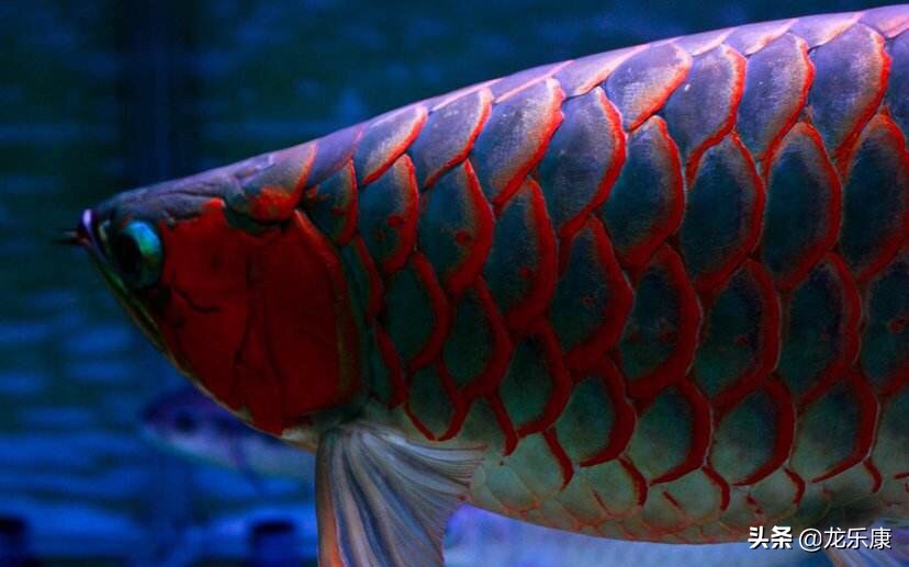 龙鱼养鱼知识大全,龙鱼拒食的解决方法