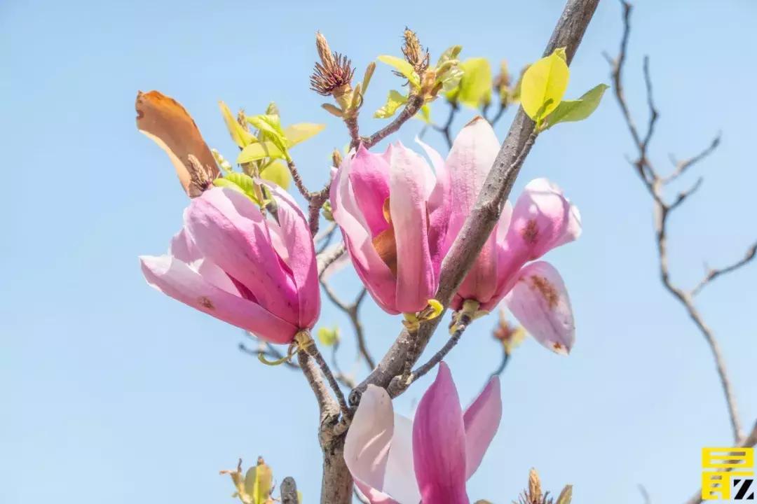 西交利物浦苏州校区,苏州西交利物浦美女