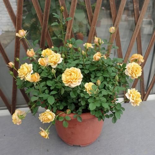 养月季花怎么打理,养月季花妙招