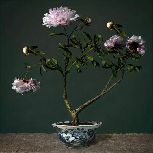 文艺有好展:收藏拍卖级的摄影作品,长什么样?|张小玉