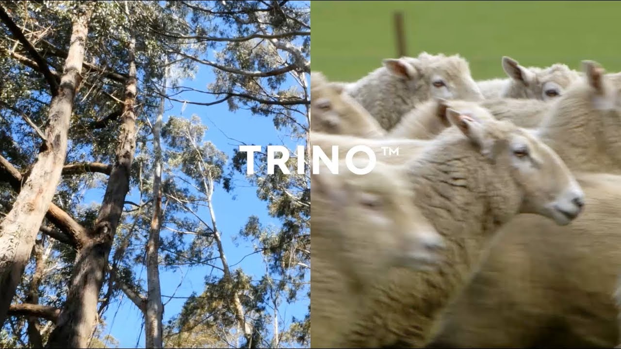 allbirds太空弹力鞋,allbirds和足力健哪个好