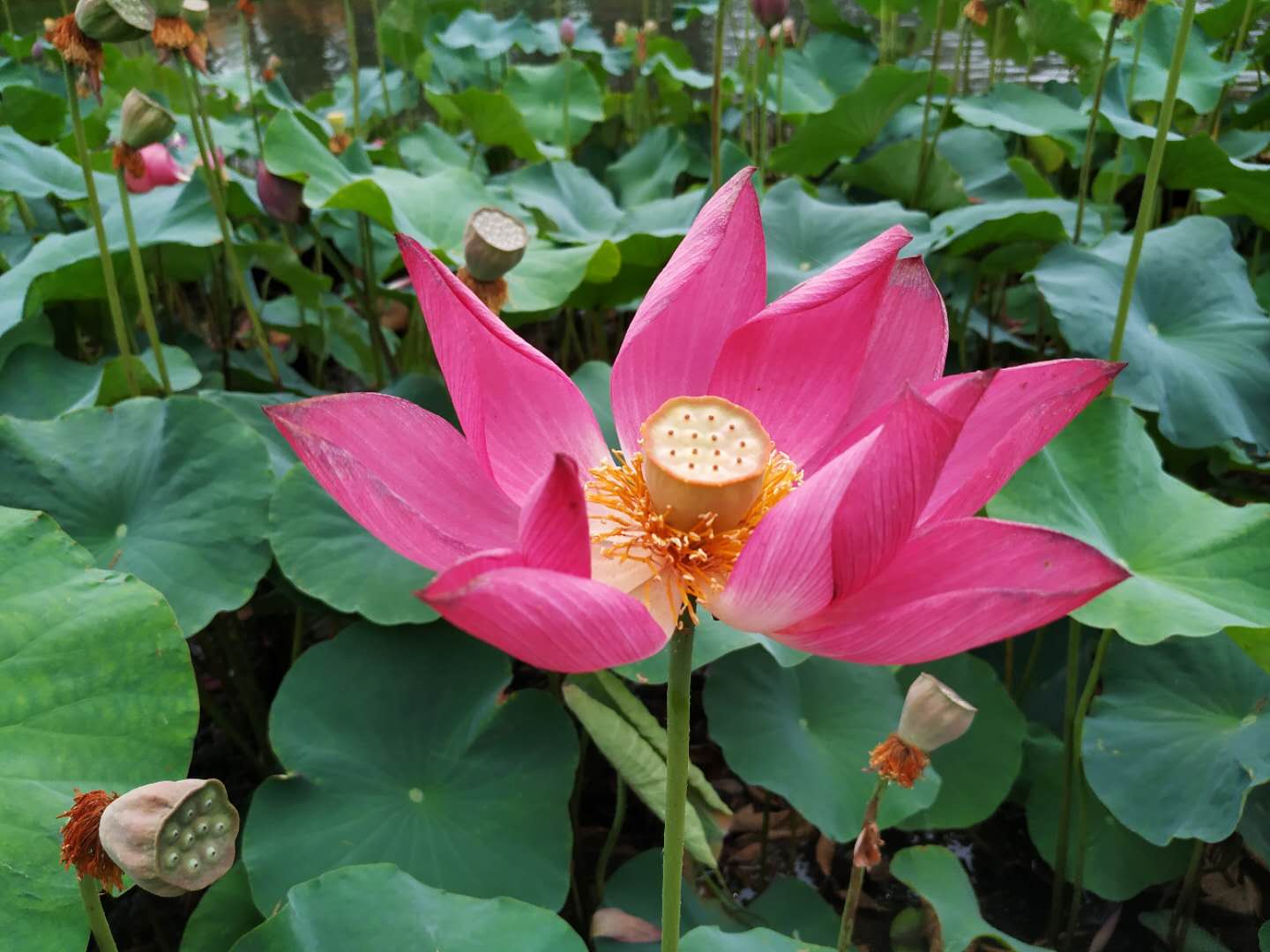 微山湖红荷湿地景区与微山岛,微山湖和红荷湿地是一个地方吗