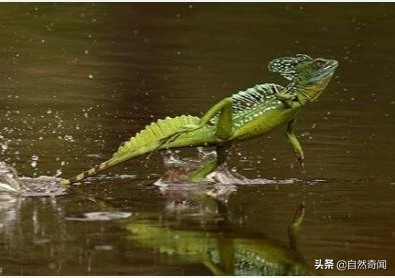 亚马逊有多少动植物,亚马逊盘点