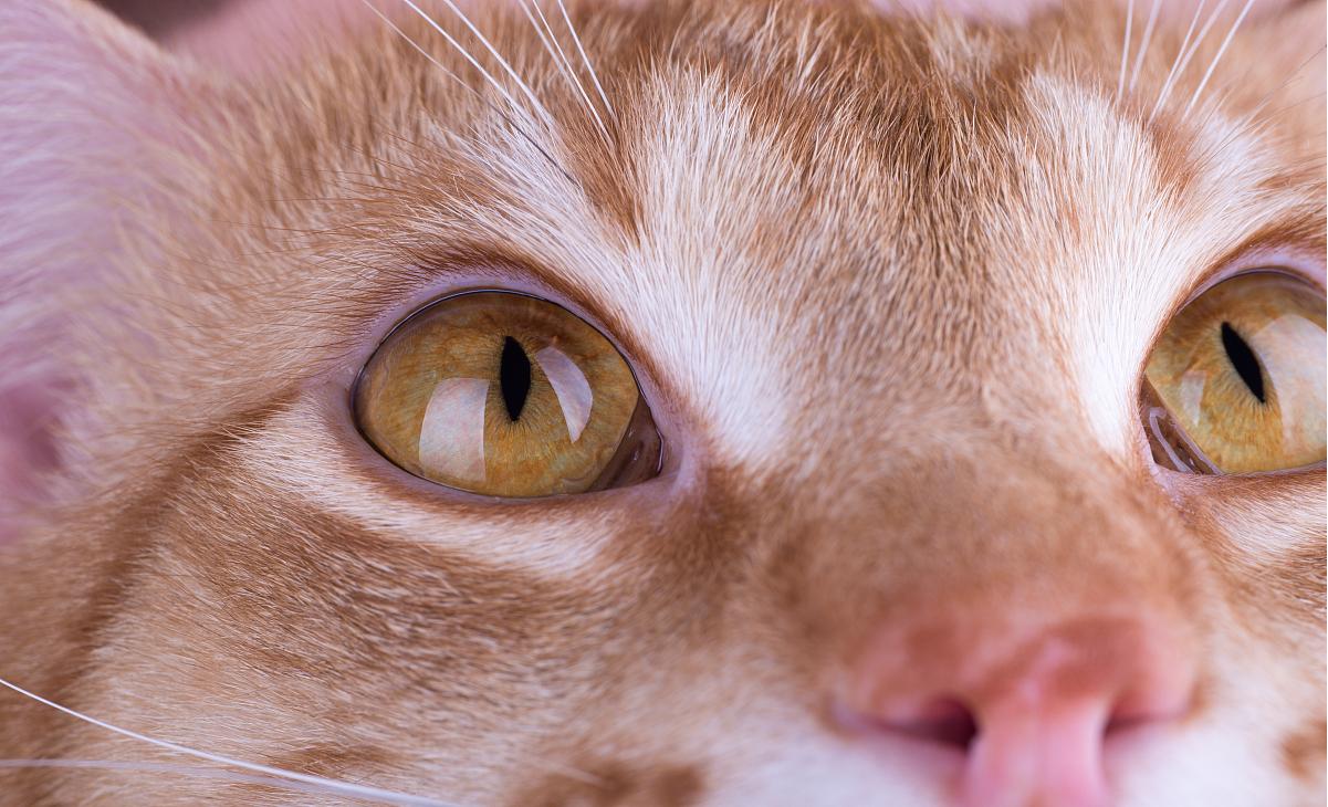 猫咪狗狗眼屎多是怎么回事,狗狗眼睛红肿是怎么回事