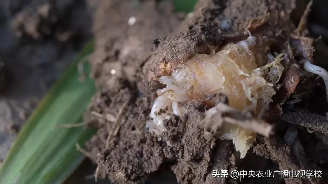 农广天地蛴螬养殖技术,韭蛆怎么防治最好