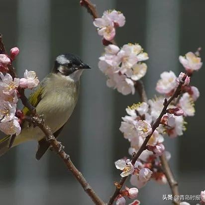 崂山花海,青岛崂山花海