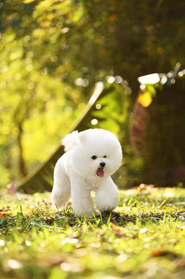 比熊吐狗粮什么原因,比熊总吐