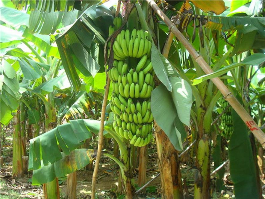 百种味道的果子,百种果实图片