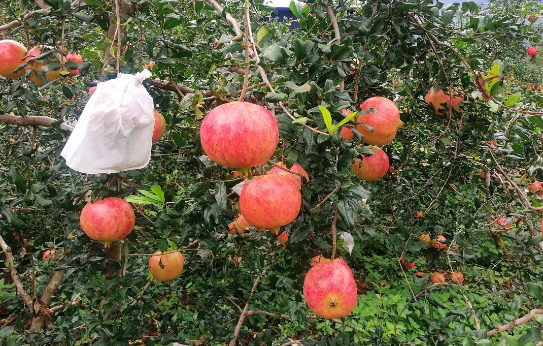 8月份最早上市水果,8月初成熟新品种桃