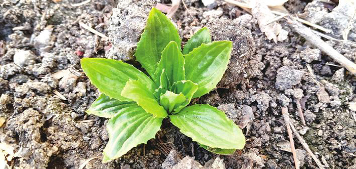 清明植物图鉴,清明时有什么植物和动物