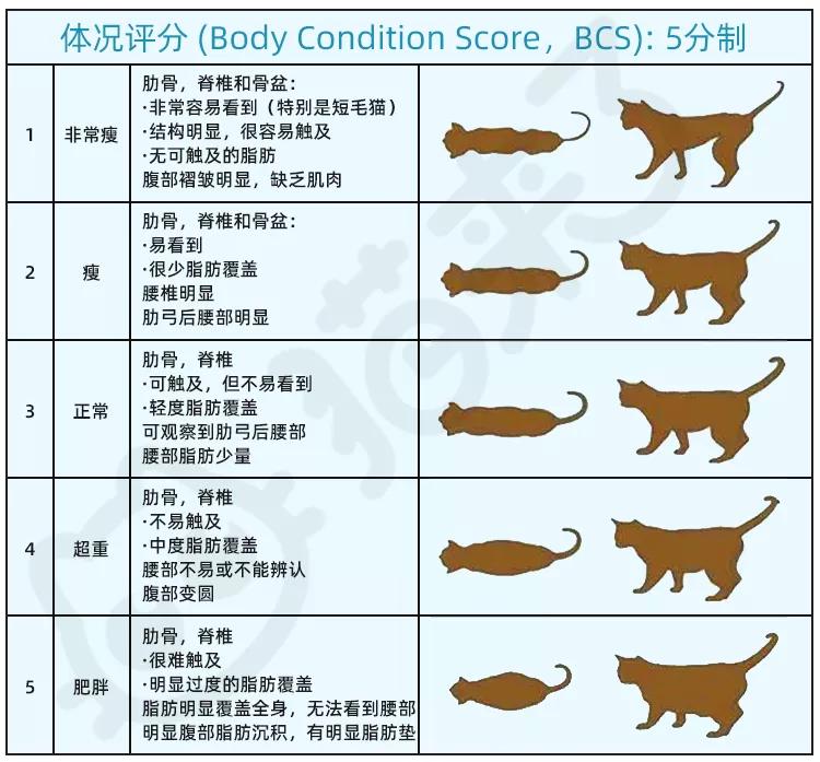 猫咪很可爱但是没有尾巴,猫咪的行为为什么这么可爱