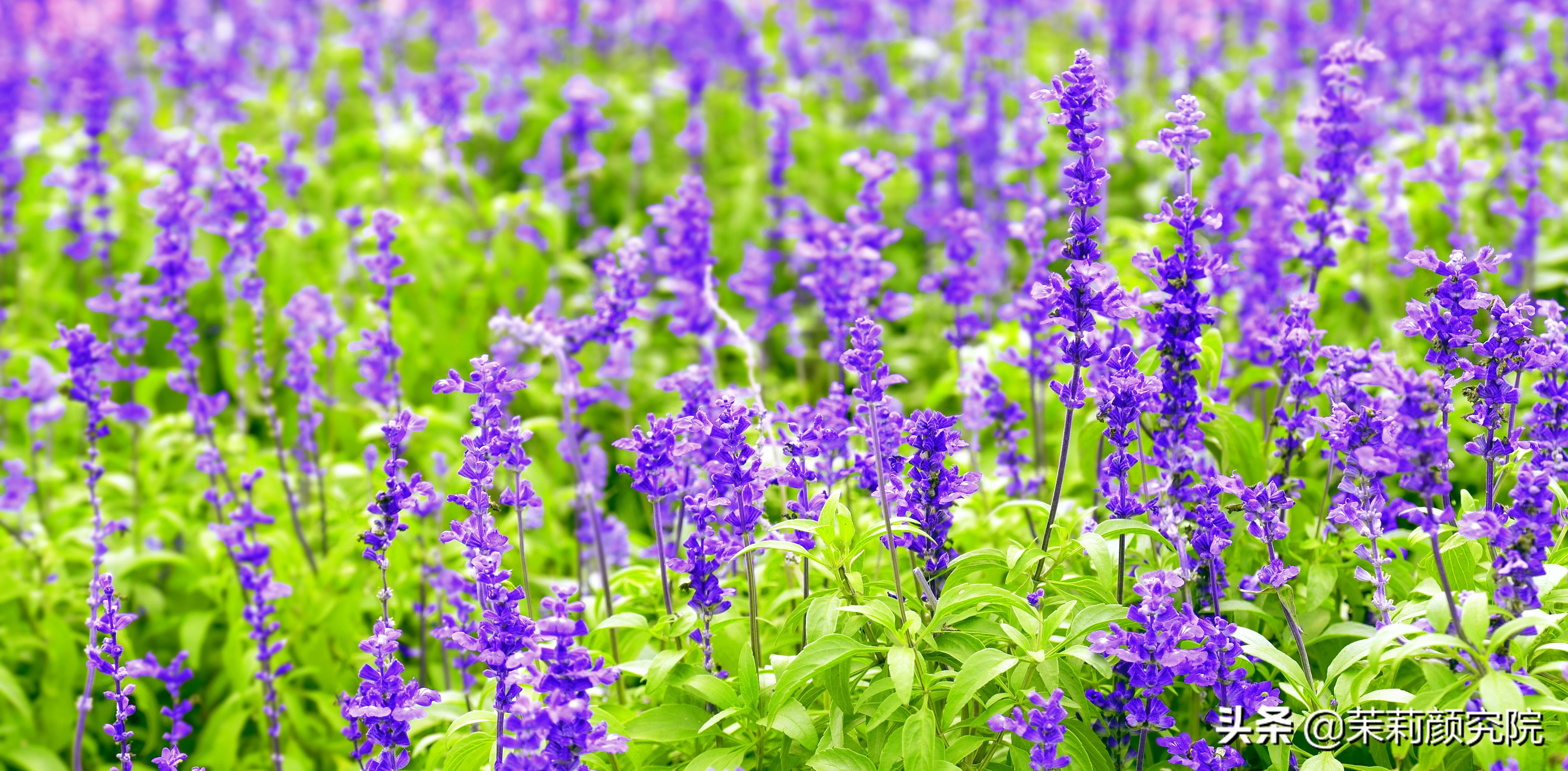 薰衣草纯露哪款最好,薰衣草纯露测评推荐图