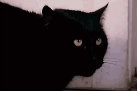 狗子出庭作证、鹦鹉指认凶手，动物的“鬼话”比“人话”更可信？