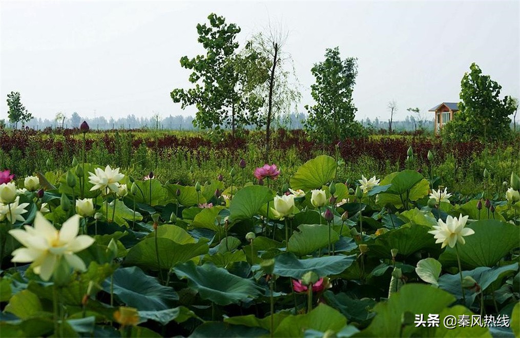 履职尽责勇担当——兴平市川流寨村*党**支部书记兼村委会主任张小川