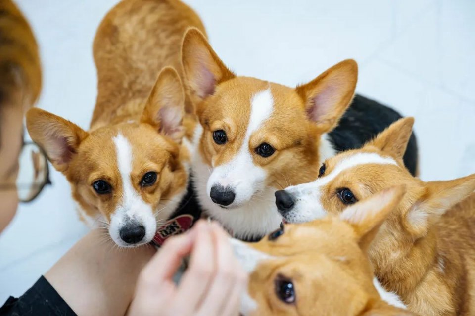 吸屁屁，短腿大耳肉嘟嘟，这家店进去就出不来了…