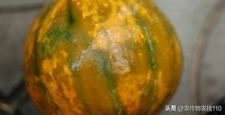 南瓜在种植过程中怎样预防病虫害,南瓜病虫害怎样防治效果好