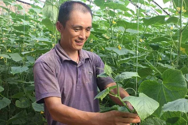 黄瓜长势弱怎么补救,黄瓜停滞生长的原因及如何化解