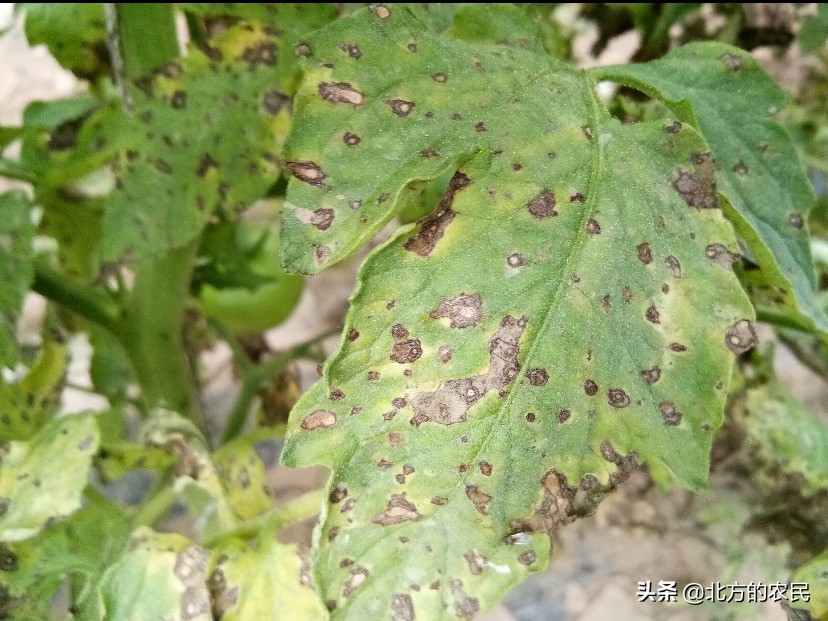 番茄灰叶斑病发病原因,番茄斑枯病与灰叶斑病区别