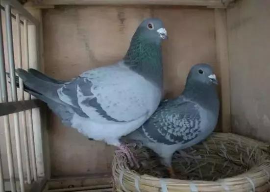 鸽子孵蛋要注意什么事项,鸽子产蛋后孵化期多少天