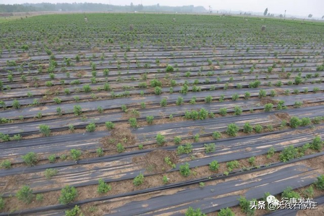 灵寿县特色农业乡村振兴,行唐农业种植