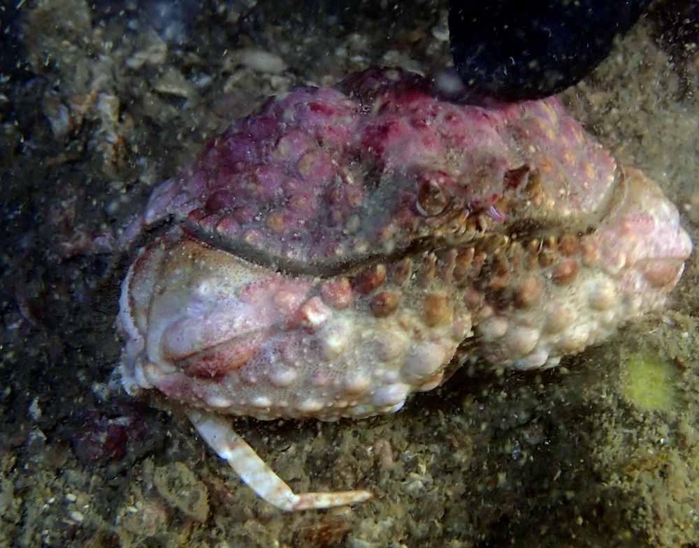 深圳海滩螃蟹品种,深圳海边的螃蟹品种