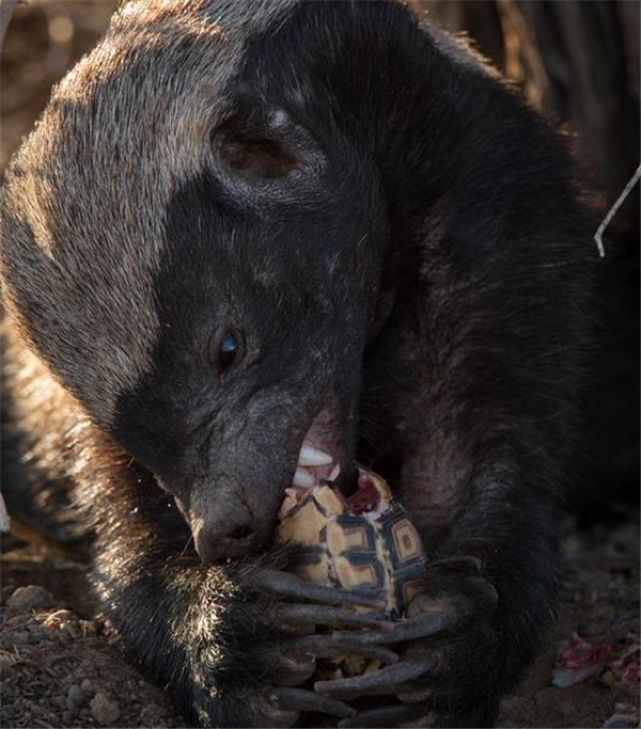 你们吃的野味蜜獾，居然是称霸非洲的平头哥