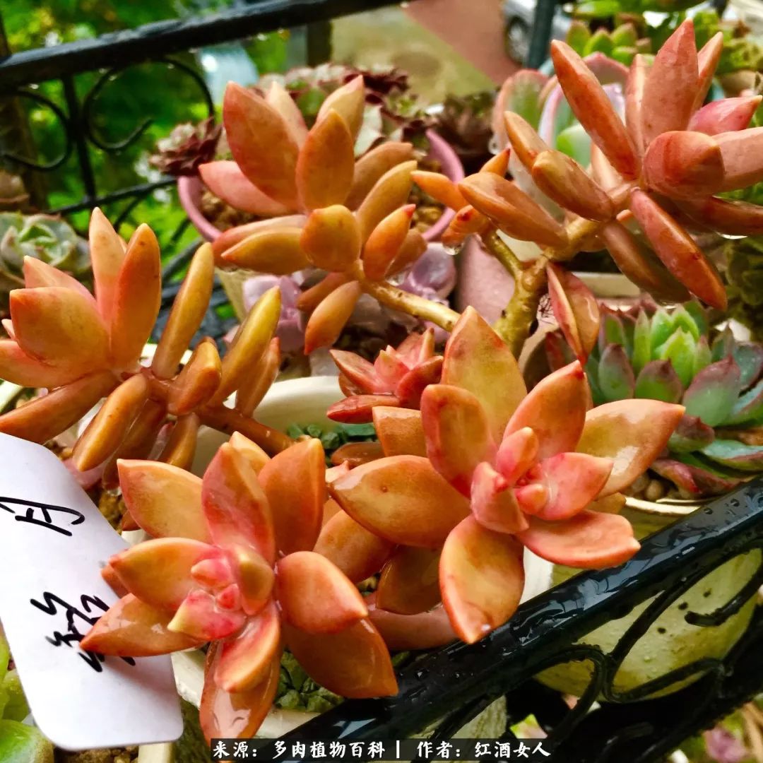 记录走过的美景留下美好的回忆,记录走过的每一段美好时光