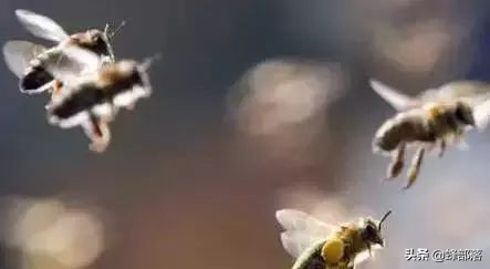 只有一箱弱群蜂怎么养,怎样把中蜂养成超强群