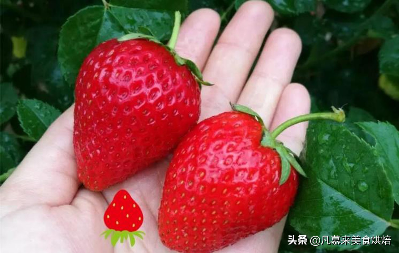 草莓哪个品种最好吃又好种,2018产量最好最大的草莓品种