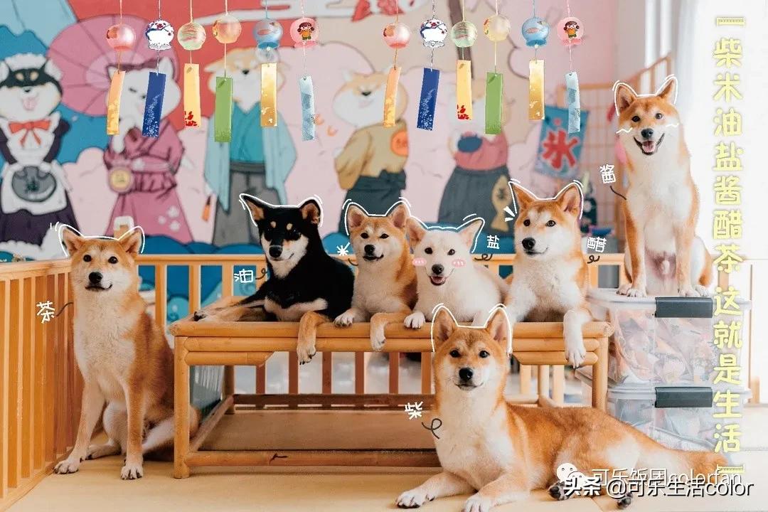 撸柴犬店广州,撸柴宠物乐园