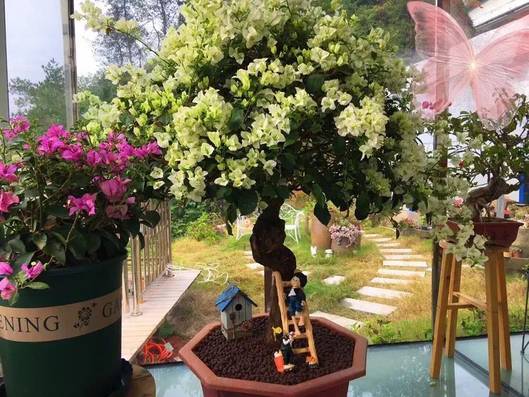 冬去春来,愿你无恙,疫情退去,养肉依旧!