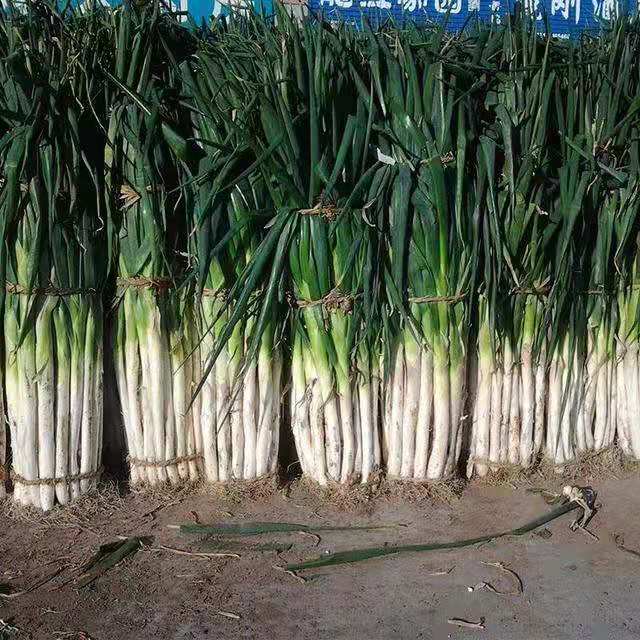 临泉人看临泉的发展,你想知道的临泉县在这里