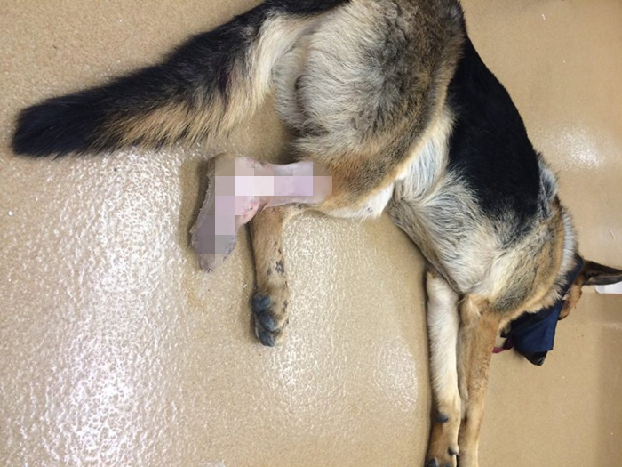 狗狗脚掌又红又肿怎么回事,小狗犬瘟热脚掌会怎么变化