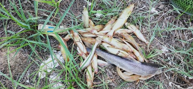 邕江野钓牛尾巴鱼,黄河半碗水半碗沙