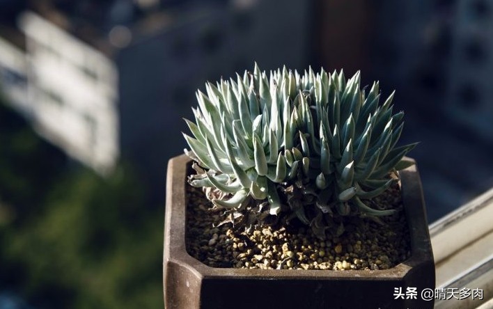 多肉仙女杯繁殖,多肉仙女杯如何快速服盆