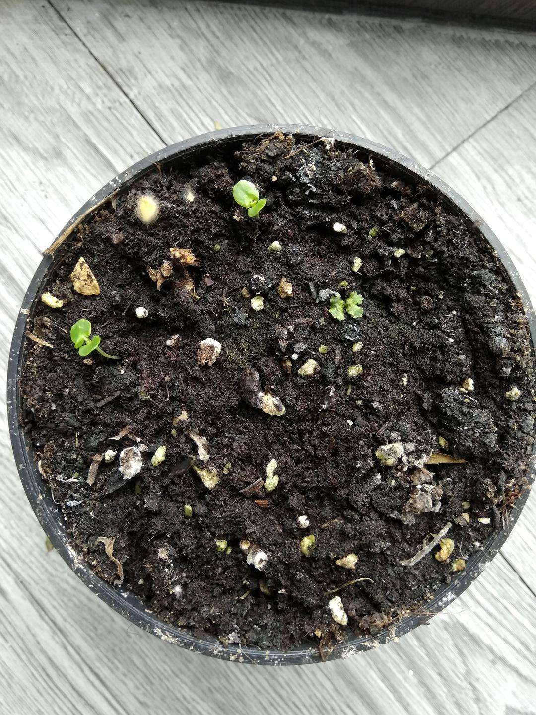 怎么养含羞草才容易开花,如何饲养含羞草有哪些注意事项