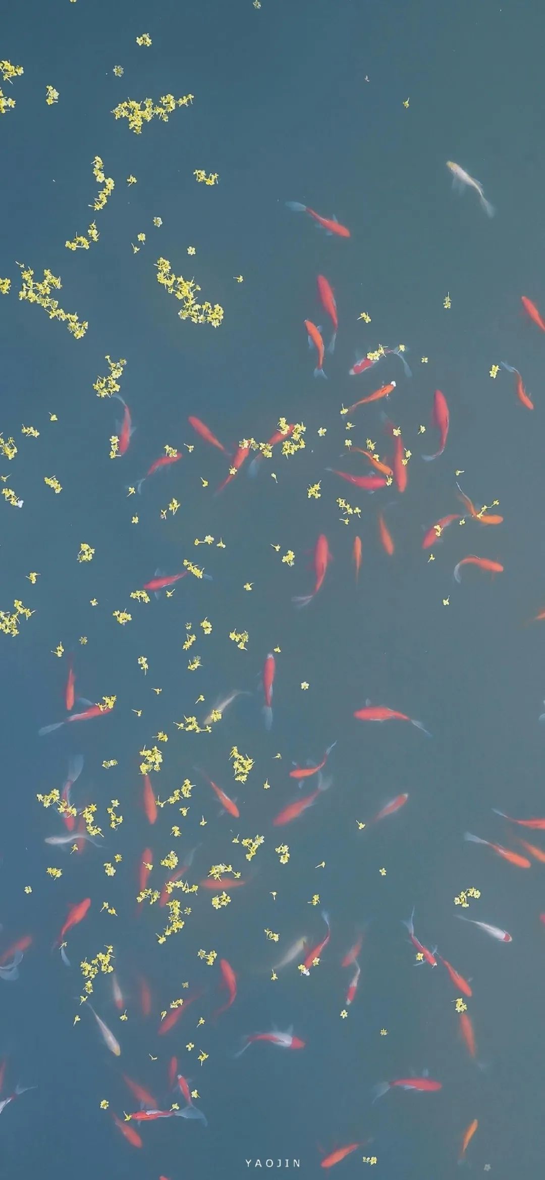 一组超好看的姓氏壁纸请签收,一组超好看壁纸请签收