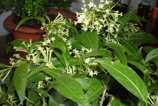 哪些花比较好养又不容易生虫,什么花不爱生虫生病好养