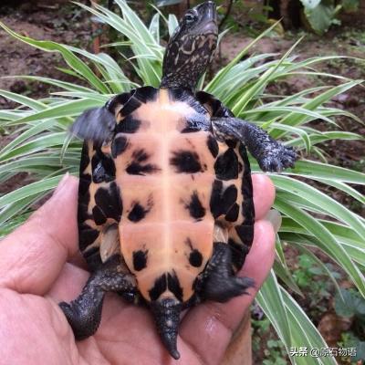 文玩要盘得好包浆请远离四大克星,盘龟壳会玉化包浆后效果视频