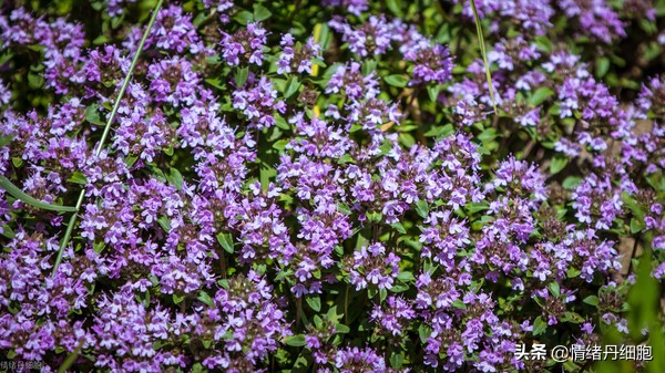 门头沟避暑景点推荐,柳树沟自然风景区旅游攻略