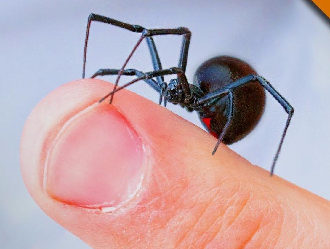 世上最毒的蜘蛛黑寡妇,世界上最毒蜘蛛视频